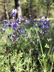 Lupinus affinis