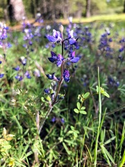 Lupinus affinis