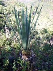 Agave fourcroydes