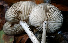 Marasmius nigrodiscus