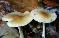 Marasmius nigrodiscus