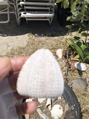 Tripneustes ventricosus