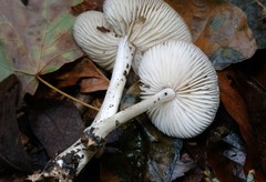 Marasmius nigrodiscus