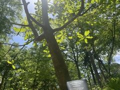 Magnolia macrophylla ashei