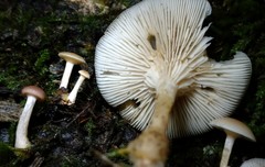 Clitocybe americana
