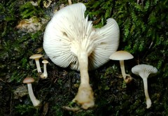 Clitocybe americana