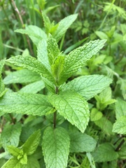 Mentha
