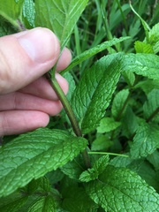 Mentha