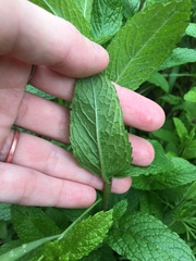Mentha