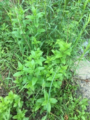Mentha