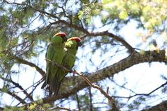 Thick-Billed Parrot photo 5