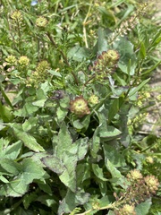Lepidium bipinnatifidum
