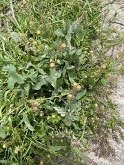 Lepidium bipinnatifidum