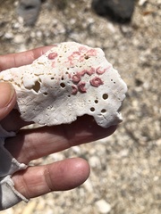 Homotrema rubrum