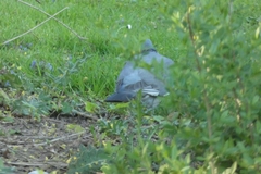 Columba palumbus