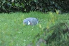 Columba palumbus