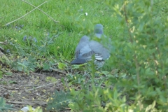 Columba palumbus