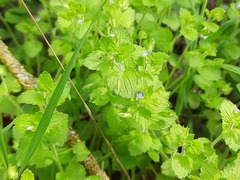 Veronica crista-galli