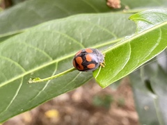 Epilachna mexicana