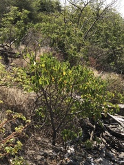 Hippomane mancinella