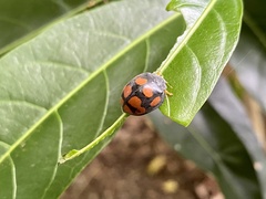 Epilachna mexicana