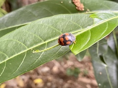 Epilachna mexicana