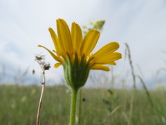 Arnica fulgens