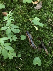 Apheloriini