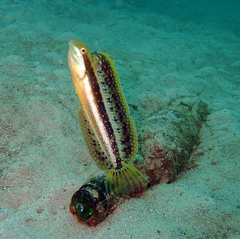 Brown Sabretooth Blenny photo 4