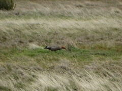 Chloephaga rubidiceps