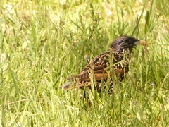 Sturnus vulgaris