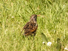 Sturnus vulgaris