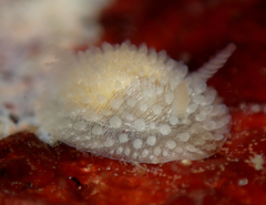 Atalodoris