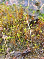 Pohlia nutans