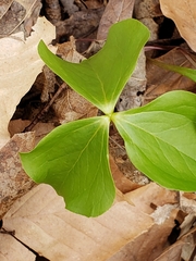 Trillium flexipes