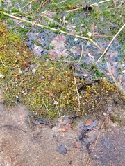 Pohlia nutans