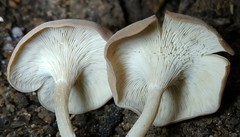 Singerocybe