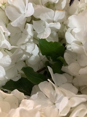 Viburnum macrocephalum