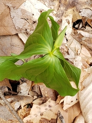Trillium flexipes