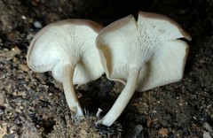 Singerocybe