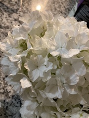 Viburnum macrocephalum