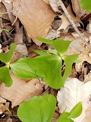 Trillium flexipes