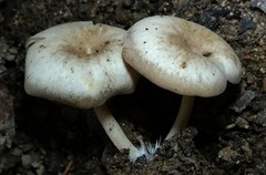 Singerocybe