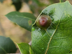 Callirhytis perfoveata