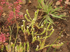 Plagiobothrys stipitatus