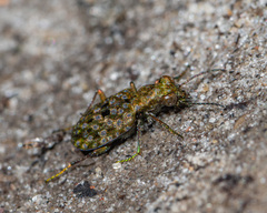 Elaphrus americanus
