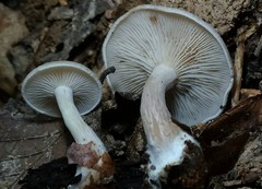 Clitocybe americana