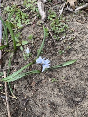 Puschkinia scilloides