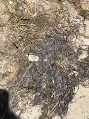 Syringodium filiforme