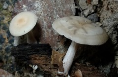 Clitocybe americana